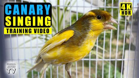 金絲雀唱歌|Singing Canary ~ 金絲雀歌唱